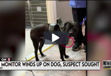 NY fugitive on the lam after putting his ankle monitor on dog