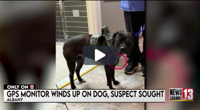 NY fugitive on the lam after putting his ankle monitor on dog
